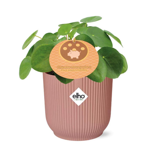 Pilea Peperomioides 12cm in ELHO Vibes Fold 14cm rosa – Pflegeleicht & Stilvoll