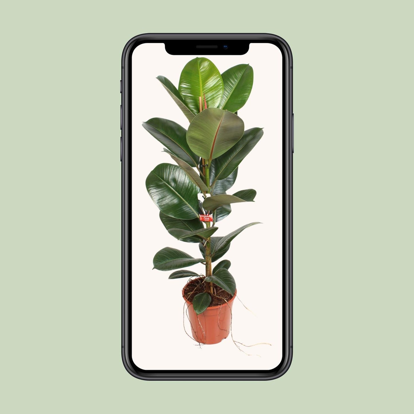 Ficus Elastica Robusta – Pflegeleichter Zimmerbaum Ø21 cm