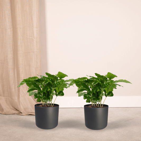 Coffea Arabica (Kaffeepflanze) – 2er Set Ø12cm, ca. 25cm hoch