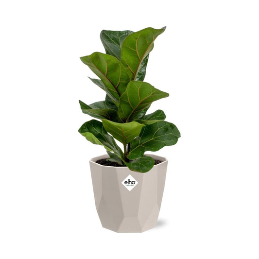 Ficus Lyrata ‘Bambino’ im ELHO b.for rock Topf 14 cm warm grey