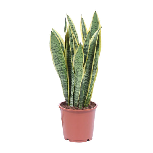 Sansevieria Trifasciata Laurentii – Pflegeleichte Schwiegermutterzunge Ø14cm