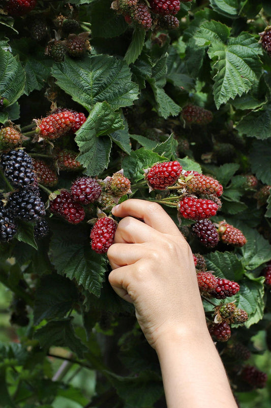 Rubus fruticosus 'Thornless Evergreen' – Dornenlose Brombeere Ø13cm
