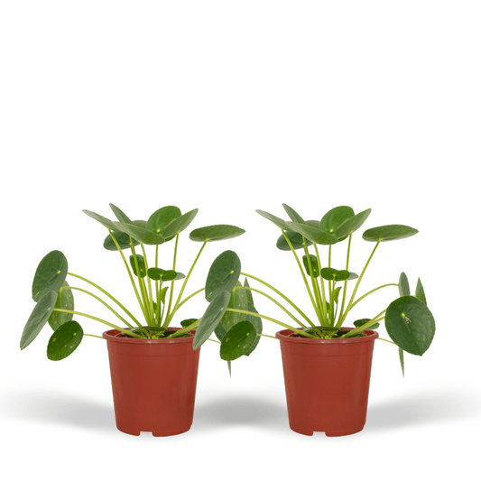 2x Pilea Peperomiodes - Pfannkuchenpflanze - 20cm - ø12
