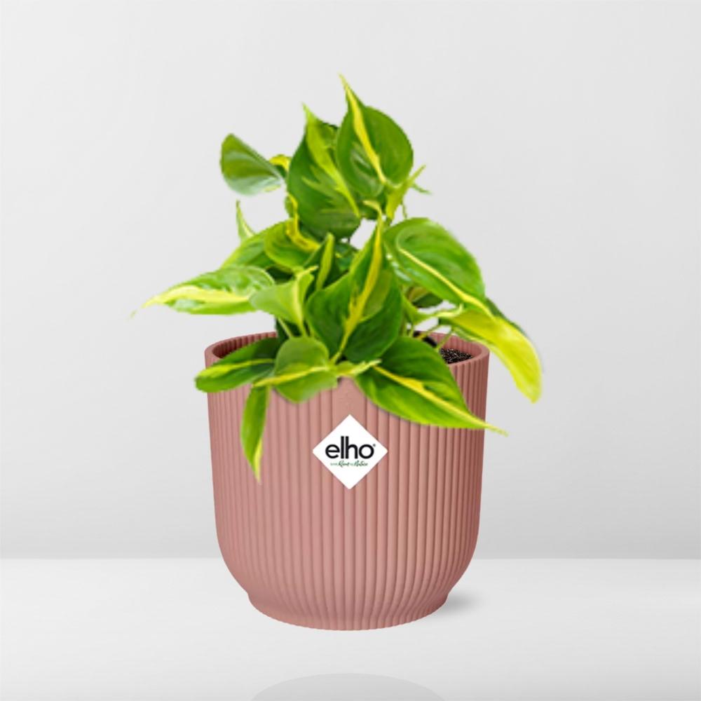 Philodendron Scandens ‘Brasil’ im ELHO Vibes Fold 14cm Topf rosa