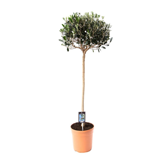 Gemeine Olive Olea – Ø19cm Topf, ca. 80cm hoch