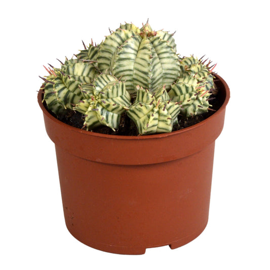 Euphorbia meloformis variegata – pflegeleichte Sukkulente im 10,5 cm Topf