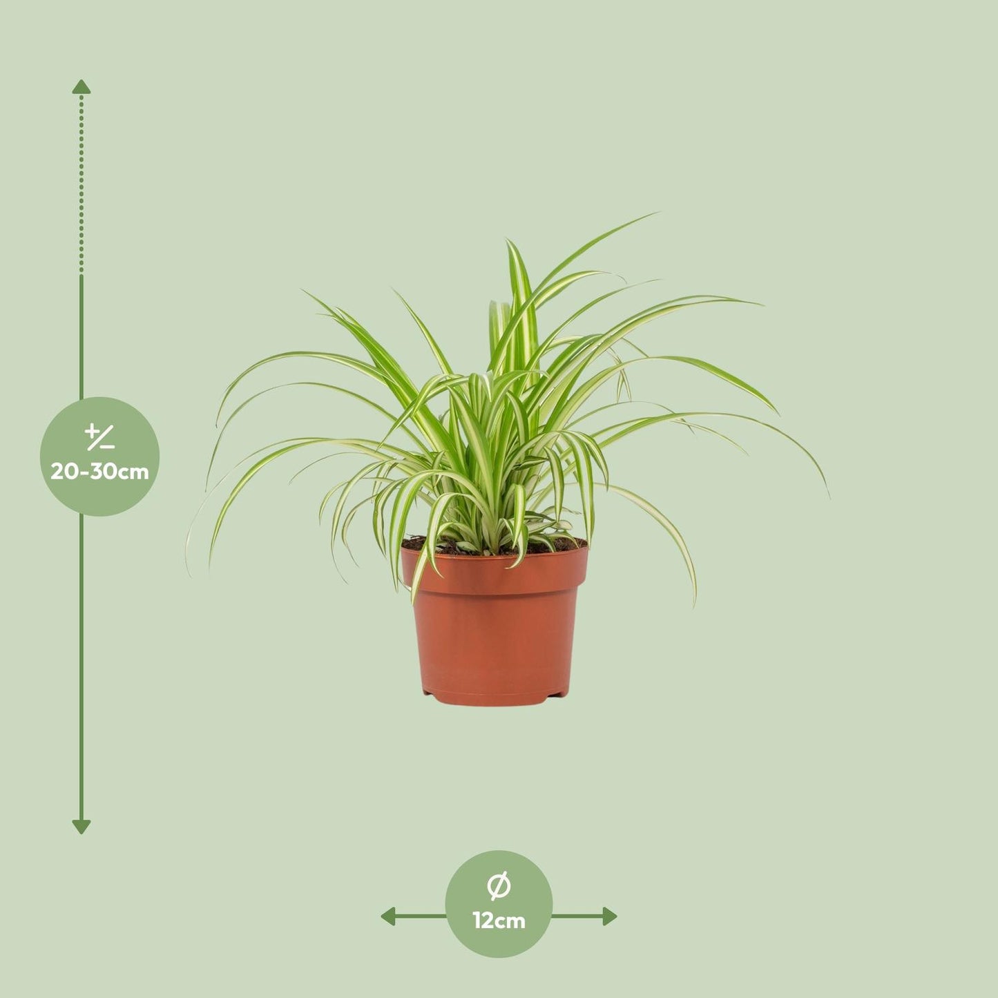 Chlorophytum Variegatum – Pflegeleichte Grünlilie im 12cm Topf