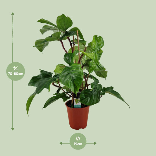 Philodendron Squamiferum – Pflegeleichte XXL-Grünpflanze Ø19cm