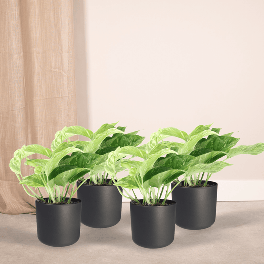 Epipremnum Marble Queen – 4er Set Ø12cm Topf
