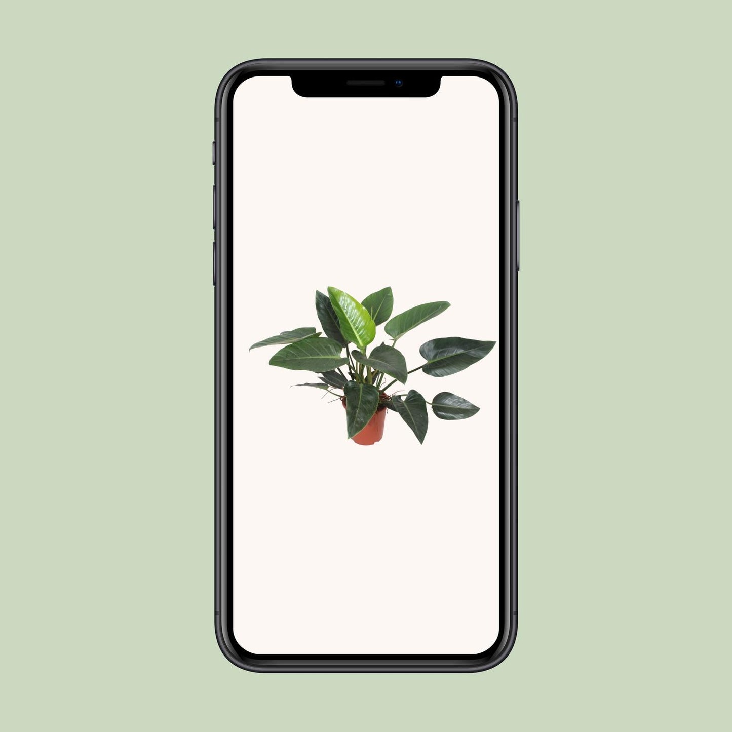 Philodendron Congo Green – Stilvolle & Pflegeleichte Zimmerpflanze Ø27cm