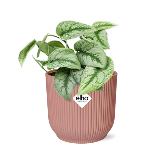 Scindapsus Pictus ‘Trebie’ in ELHO Vibes Fold 14cm rosa