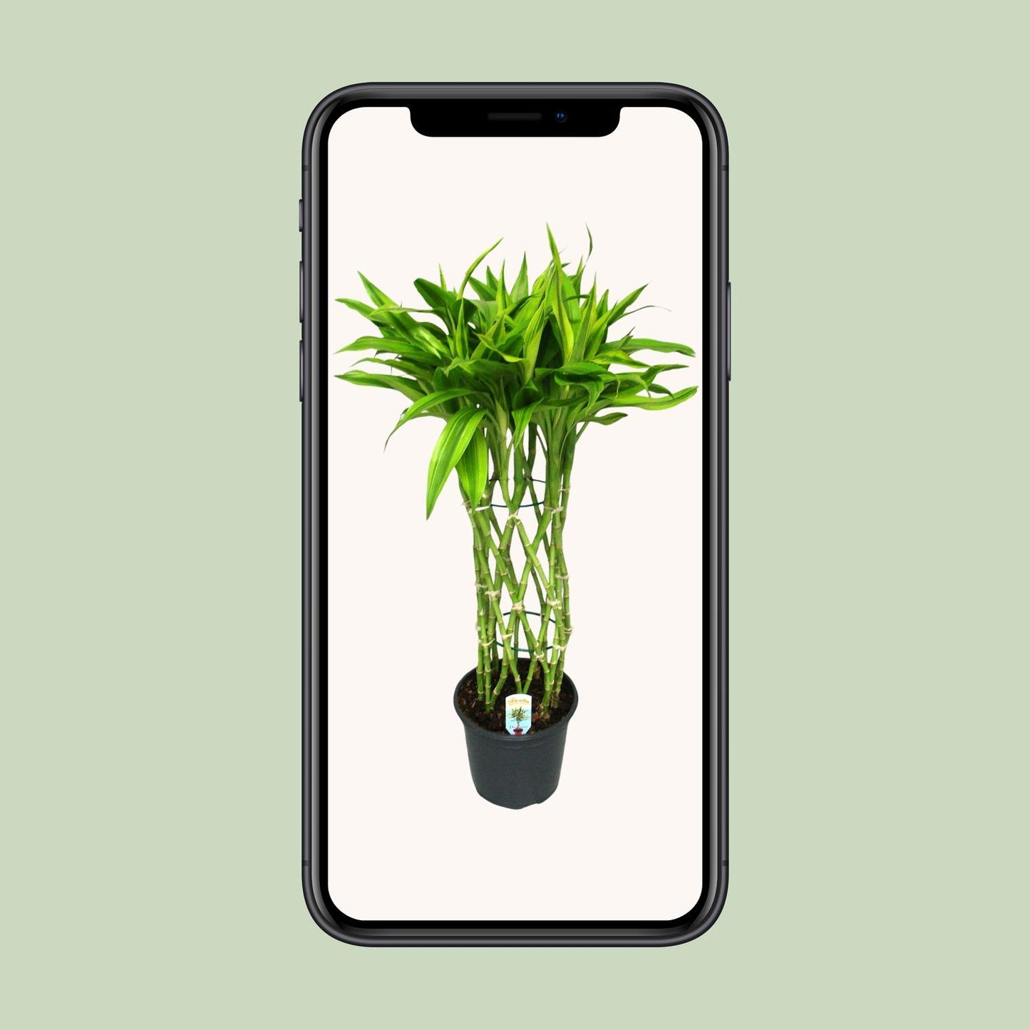 Dracaena Sandriana Gold – Eleganter Drachenbaum Ø19cm, 70cm hoch