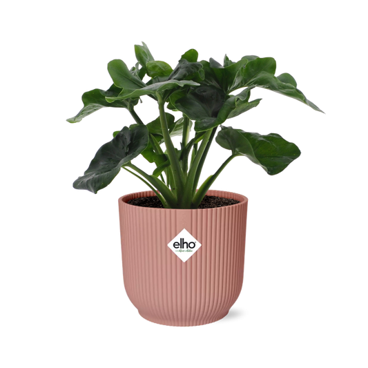 Philodendron Atom im ELHO Vibes Fold 14cm Topf rosa