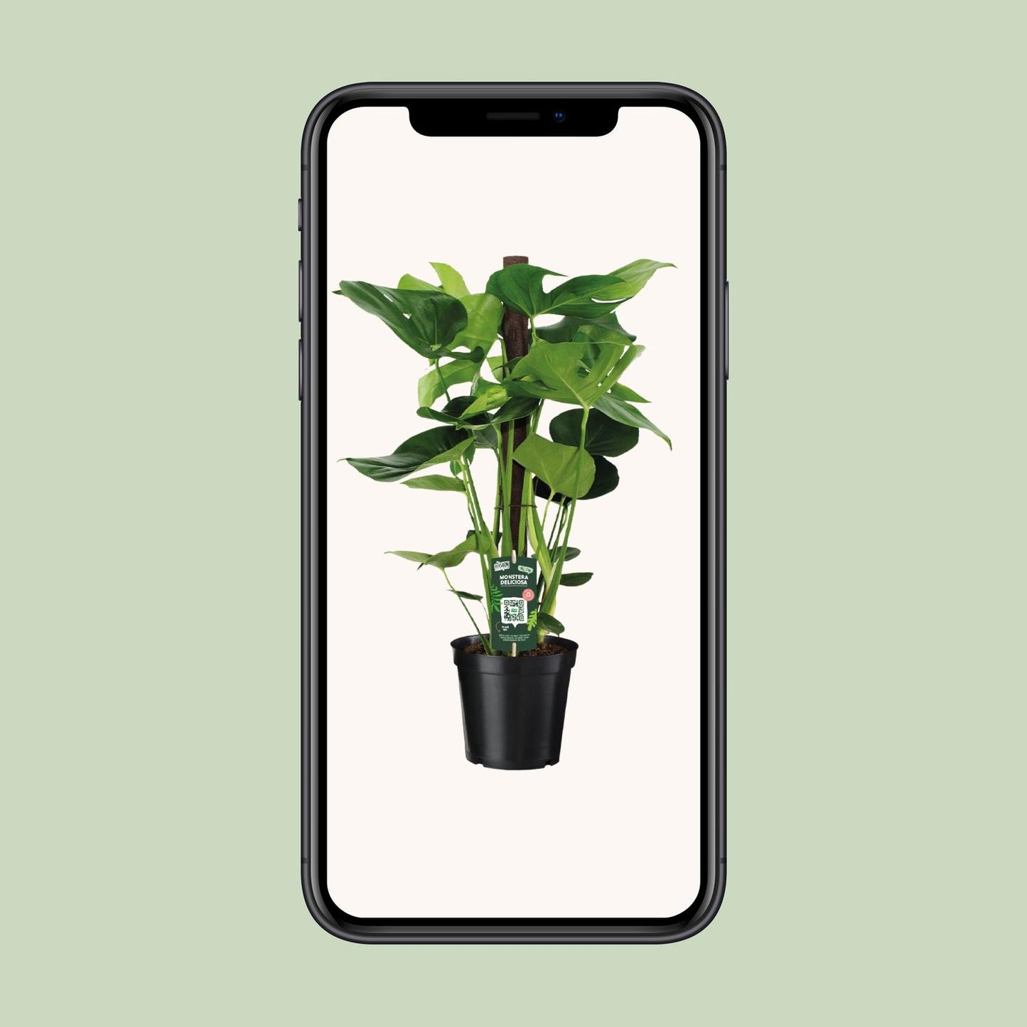 Monstera Deliciosa – Pflegeleichte XXL-Zimmerpflanze Ø19cm