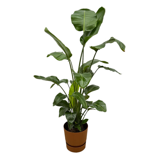 Strelitzia Nicolai mit Elho Greenville Round Topf - 160cm