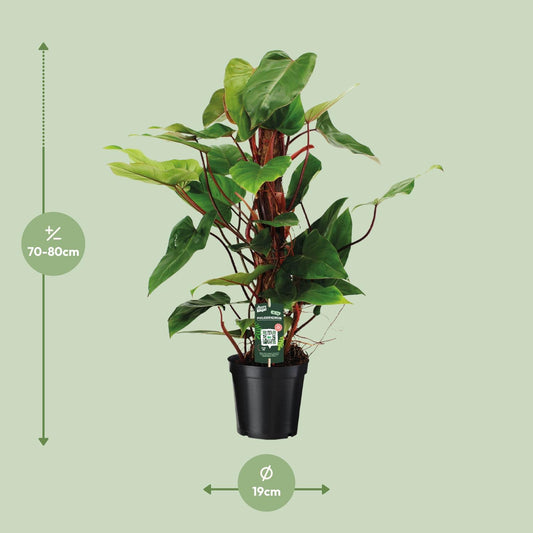 Philodendron Red Emerald – Pflegeleichte Zimmerpflanze Ø19cm