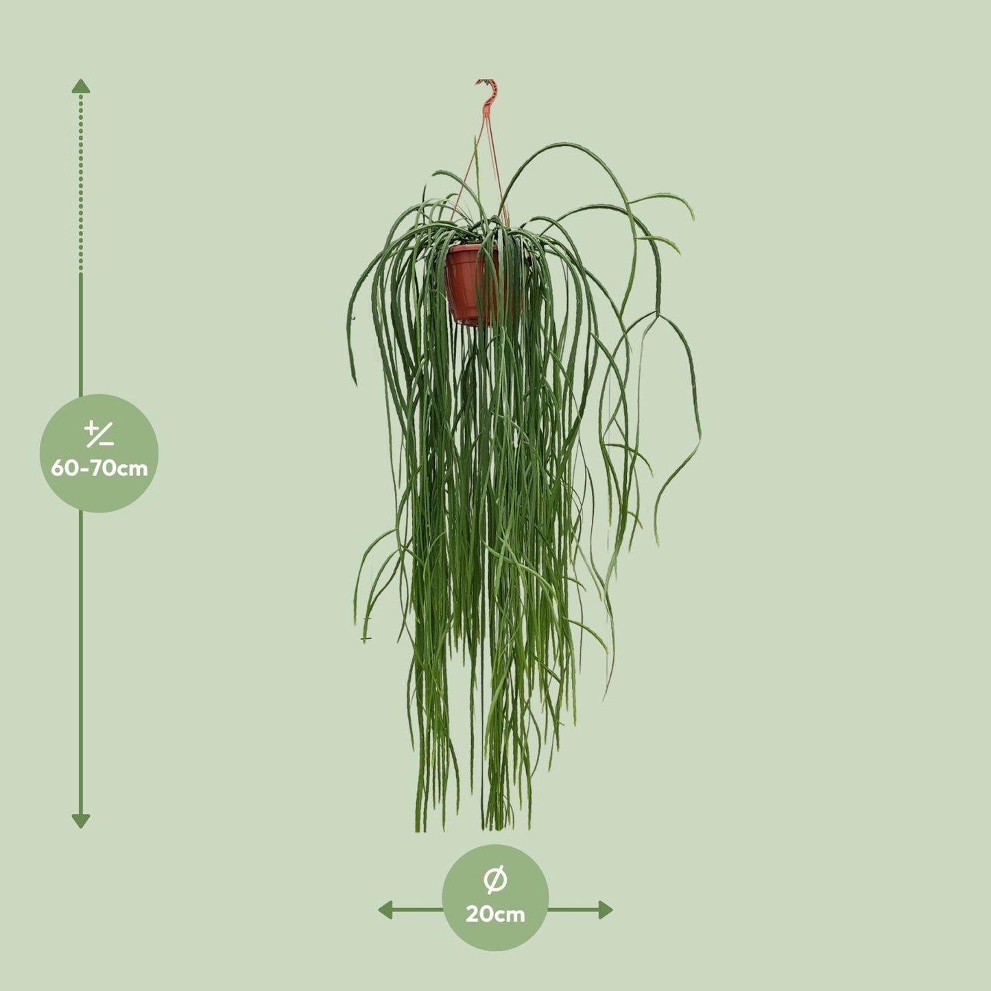 Lepismium Bolivianum – Pflegerleichter Hängekaktus Ø20cm, 70cm hoch