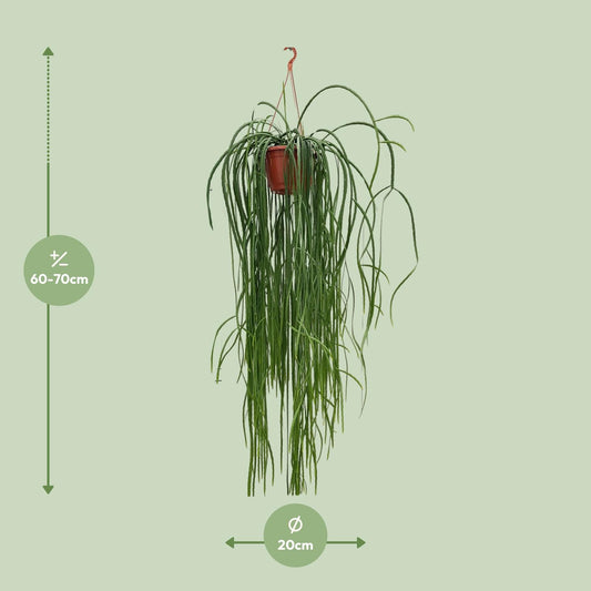 Lepismium Bolivianum – Pflegerleichter Hängekaktus Ø20cm, 70cm hoch