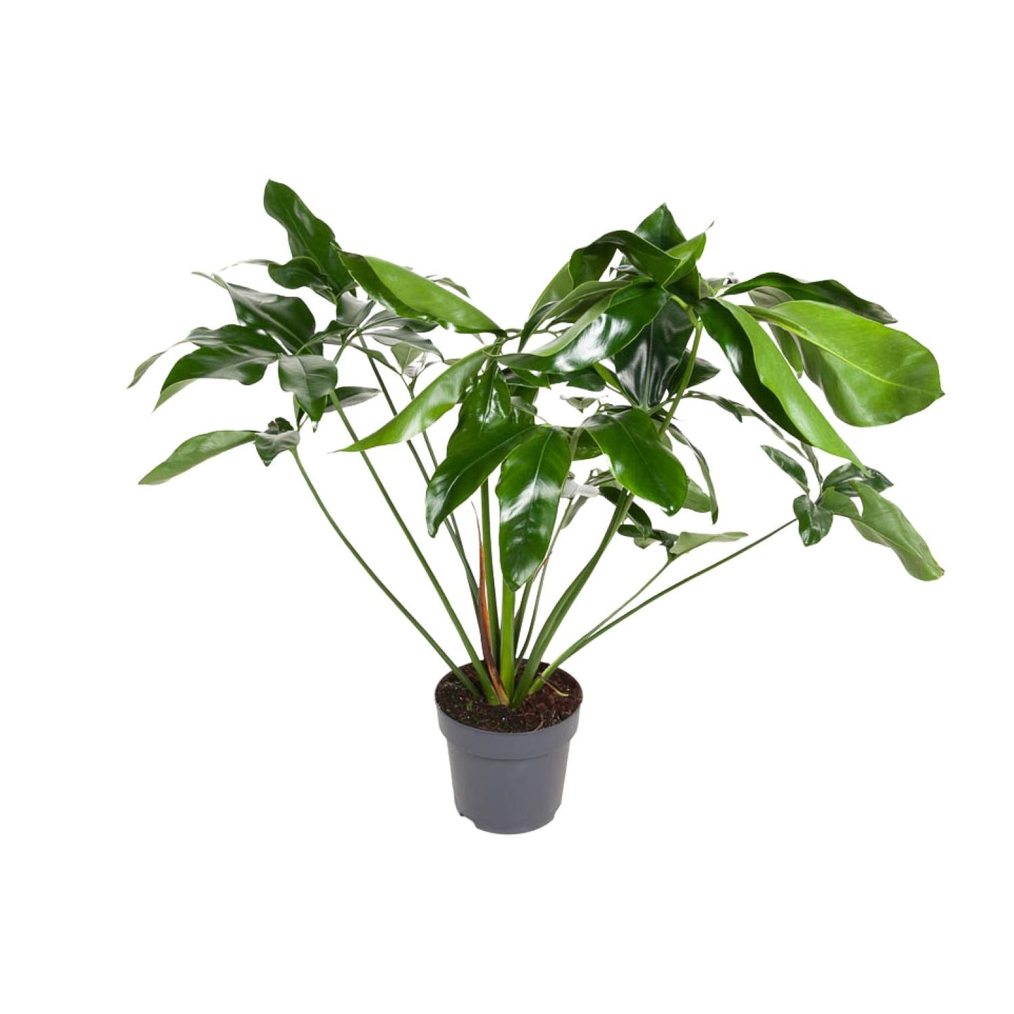 Philodendron Green Wonder – Pflegeleichte XXL-Zimmerpflanze Ø24cm