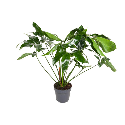 Philodendron Green Wonder – Pflegeleichte XXL-Zimmerpflanze Ø24cm