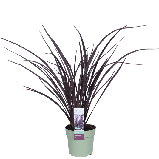Phormium 'Rubra Nana' – Robuste Klumpenpflanze Ø14cm