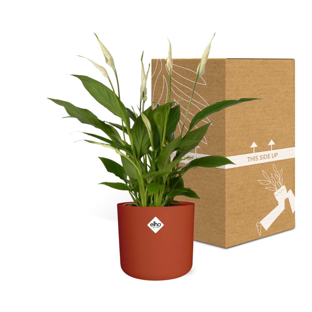 Friedenslilie Spathiphyllum 12 cm im ELHO b.for soft Rond Topf