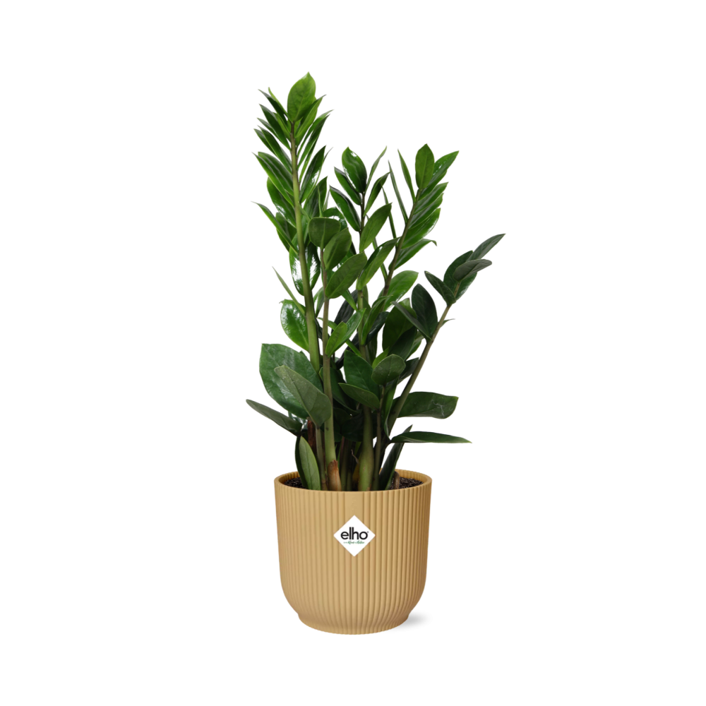 Zamioculcas – Pflegeleichte ZZ-Pflanze im ELHO Vibes Fold Topf