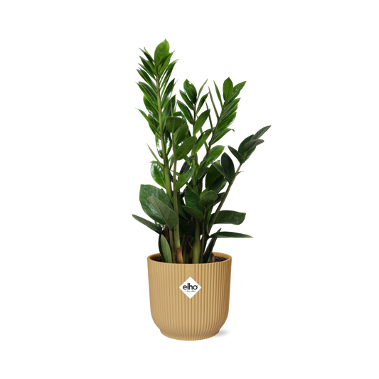 Zamioculcas – Pflegeleichte ZZ-Pflanze im ELHO Vibes Fold Topf
