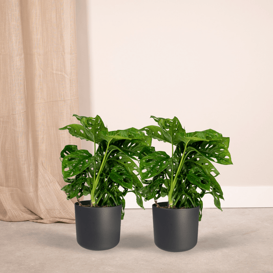 2x Monstera Monkey Leaf - Lochpflanze - 30cm - ø12