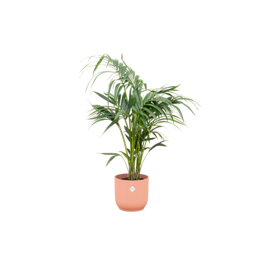Kentia-Palme mit elho Vibes Fold Round Topf Ø25 cm, 130 cm