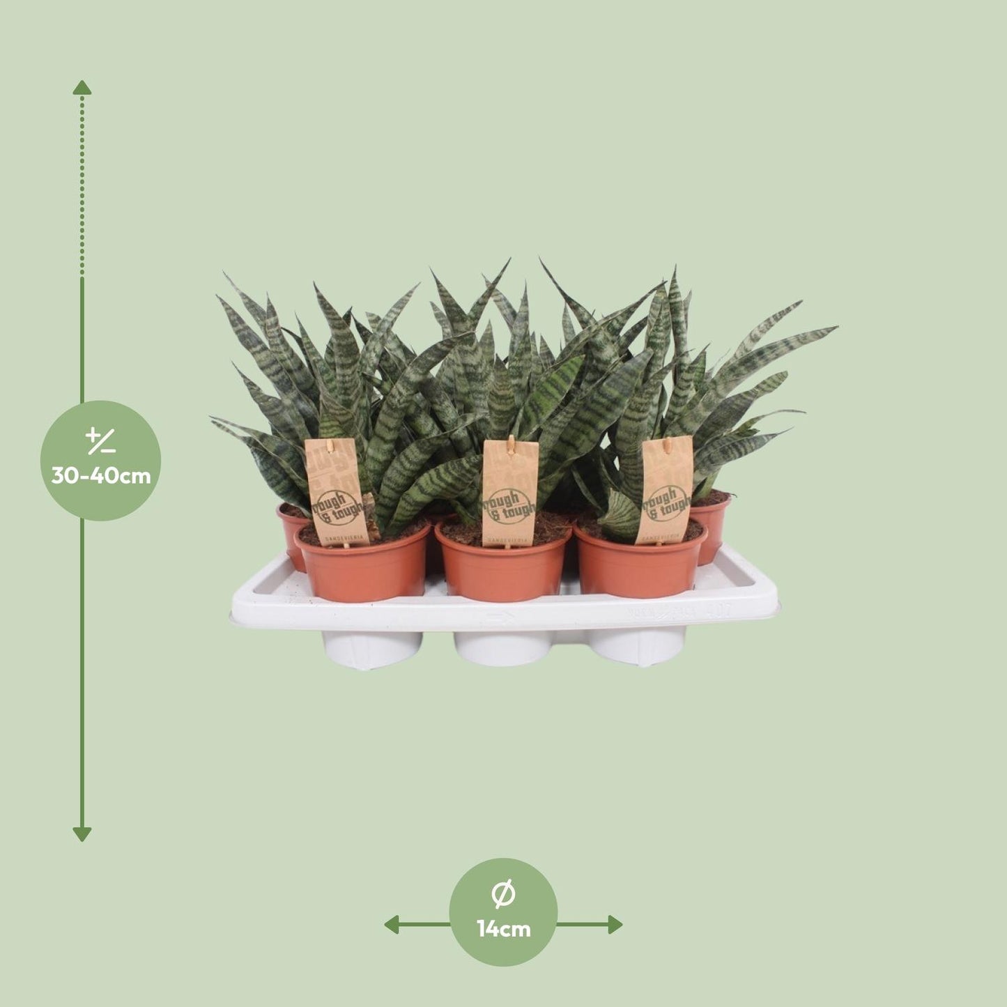 Sansevieria Diamond Green – Pflegeleichte Schwiegermutterzunge Ø14cm