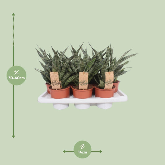 Sansevieria Diamond Green – Pflegeleichte Schwiegermutterzunge Ø14cm