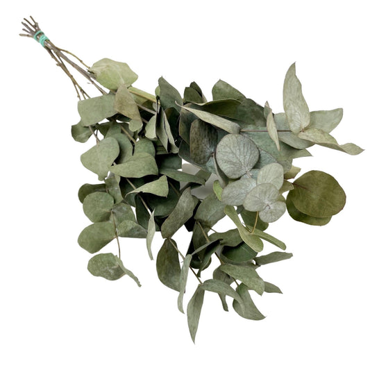 Getrocknete Eucalyptus Cinerea - 6 Zweige, ca. 50 cm