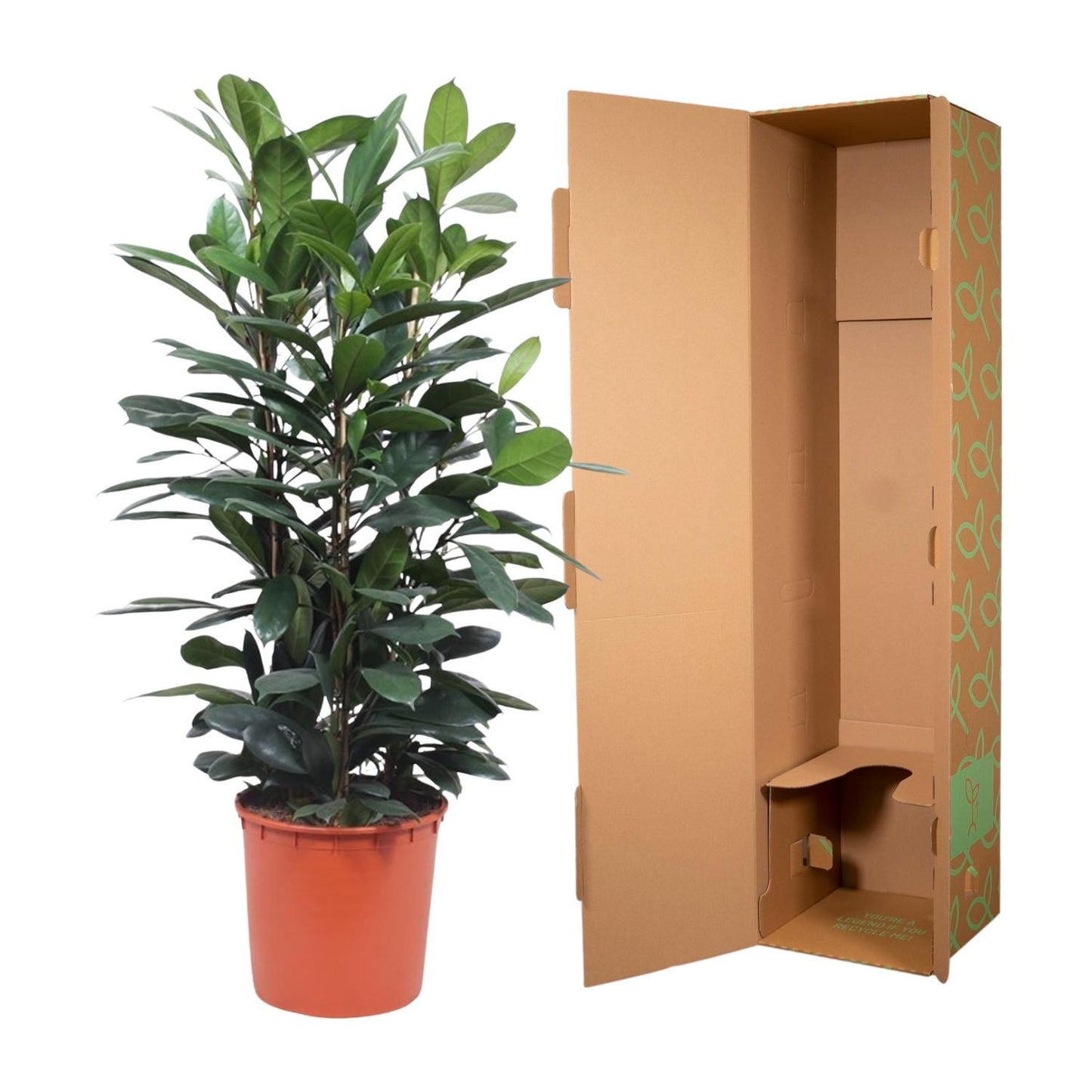 Ficus Cyathistipula – Exotischer Afrikanischer Feigenbaum 140 cm