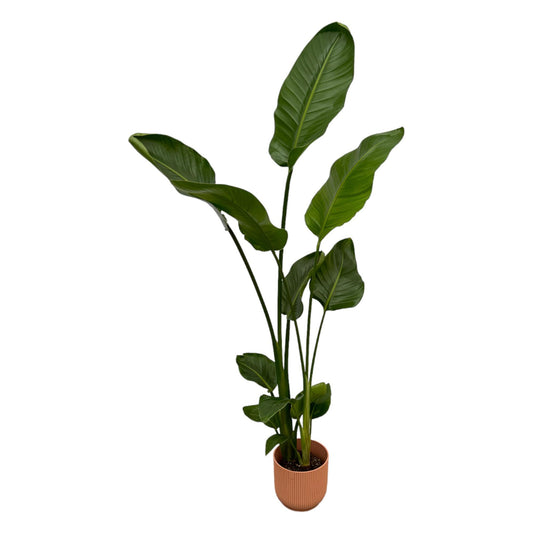 Strelitzia Nicolai mit elho Vibes Fold Round Topf rosa – 100 cm