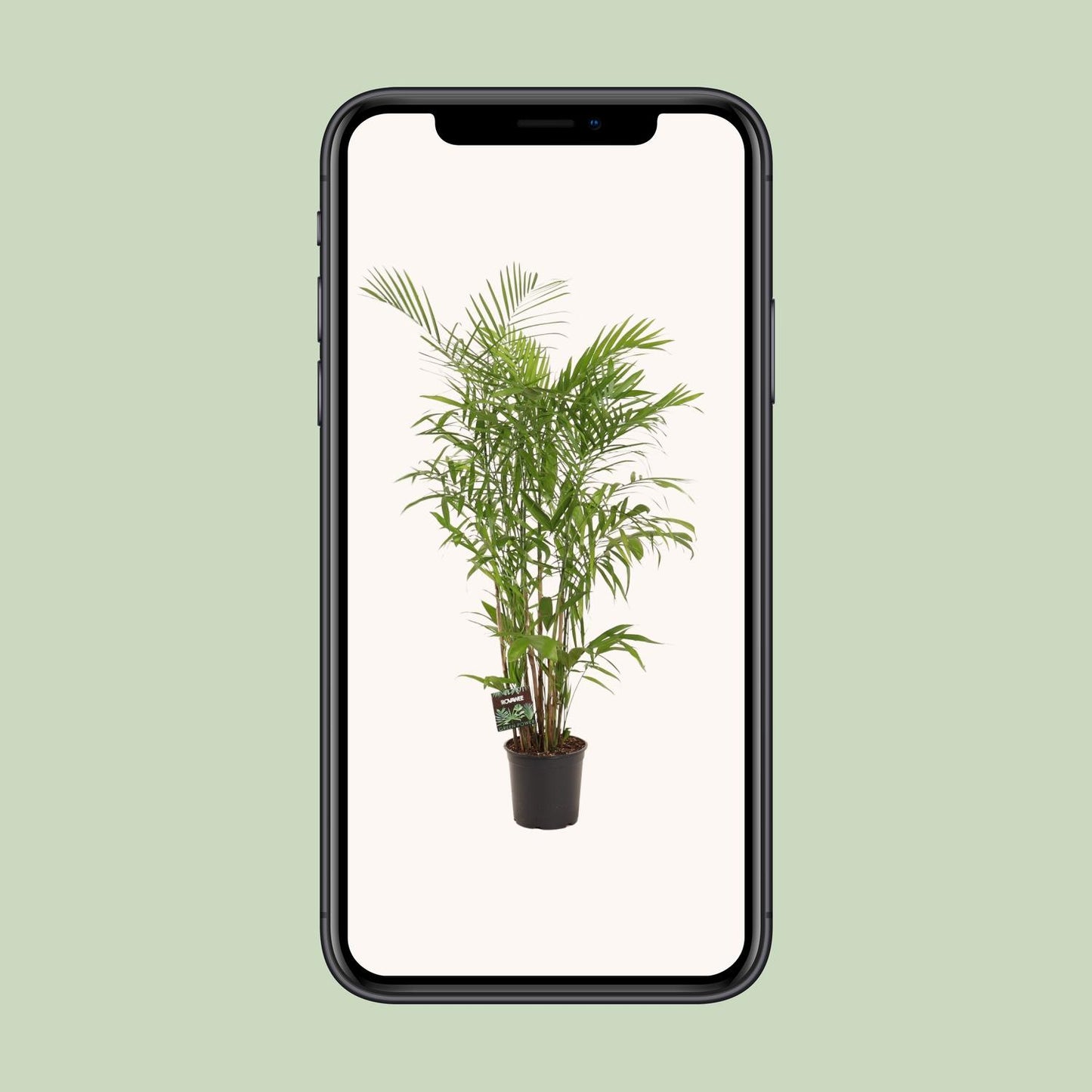 Chamaedorea Seifrizii – Elegante Zwergbergpalme für Innenräume