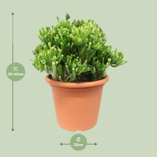 Crassula Hobbit – pflegeleichte Jade-Pflanze Ø23cm