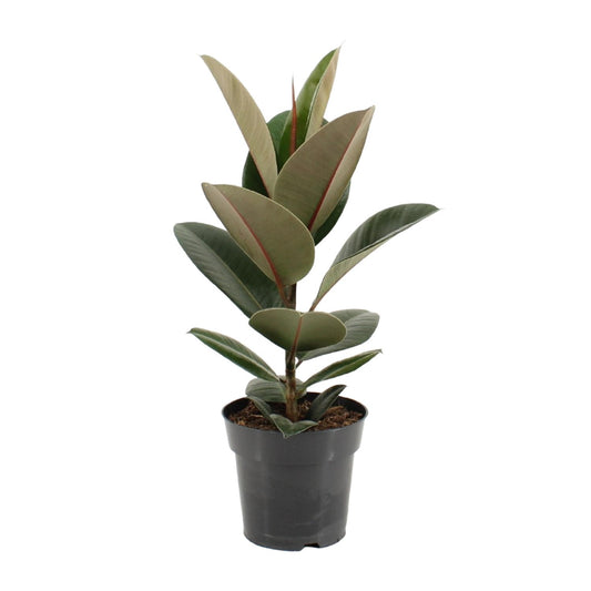 Ficus Elastica Robusta – Pflegeleichter Gummibaum Ø17cm