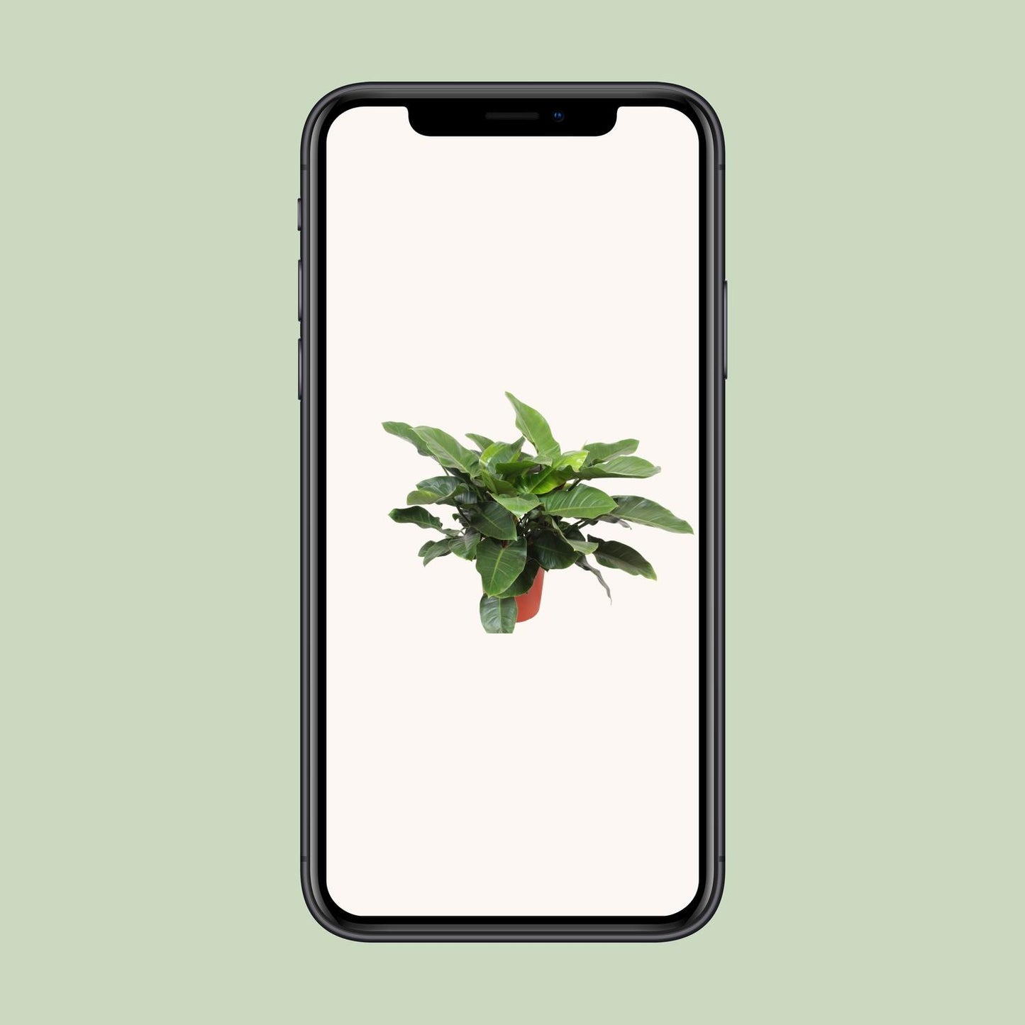 Philodendron Imperial Green – Elegante, pflegeleichte Zimmerpflanze Ø34cm