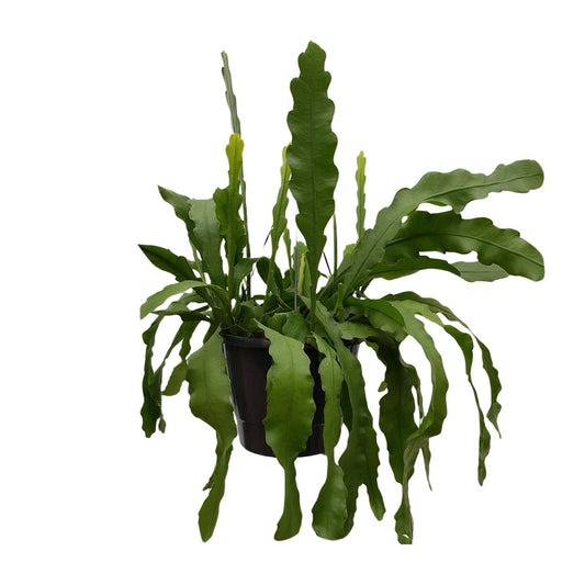 Epiphyllum Beavertale – Fischgräten-Kaktus Ø25cm, 60cm hoch