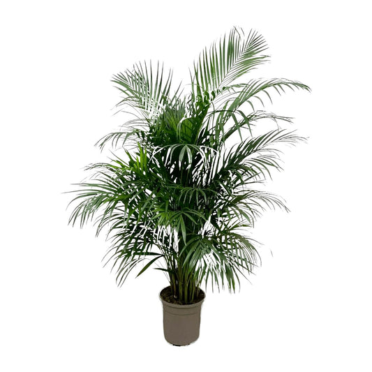 Dypsis Lutescens (Areca-Palme) 150 cm – pflegeleicht & elegant