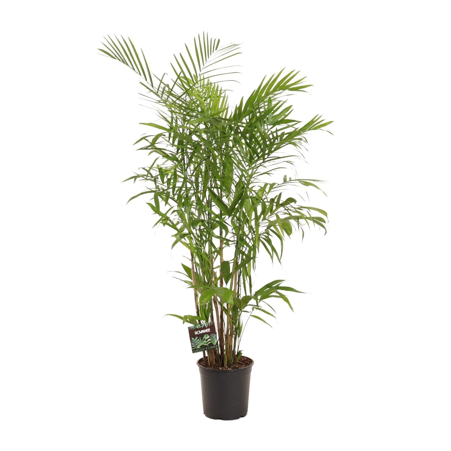Chamaedorea Seifrizii – Elegante Zwergbergpalme für Innenräume