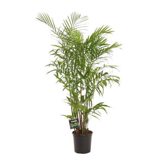 Chamaedorea Seifrizii – Elegante Zwergbergpalme für Innenräume