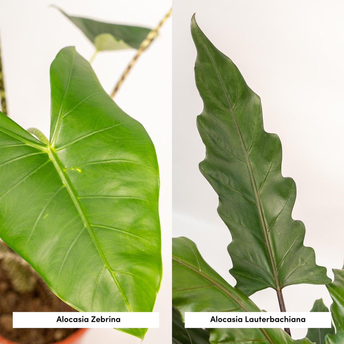 Alocasia Zebrina & Alocasia Lauterbachiana – Doppel-Set Ø19cm, ca. 75cm
