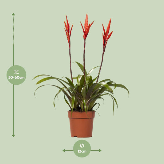 Vriesea Elan Toef - Stilvolle, pflegeleichte Zimmerpflanze Ø12cm