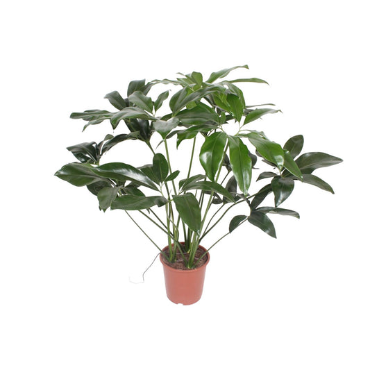 Philodendron Green Wonder – Pflegeleichte Zimmerpflanze Ø27cm