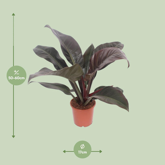 Philodendron Imperial Red – Pflegeleichte Zimmerpflanze Ø17cm