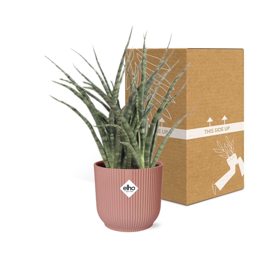 Sansevieria Fernwood Punk in ELHO Vibes Fold 14cm rosa – Pflegeleicht & Luftreinigend