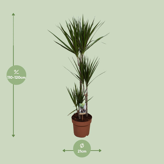 Dracaena Marginata – Pflegeleichter Drachenbaum Ø21cm, 120cm hoch