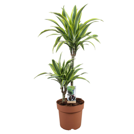 Dracaena Lemon Lime – Pflegeleichter Drachenbaum Ø21cm, 90cm hoch